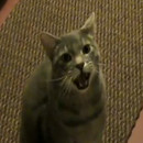 miniature pour Hey Chat