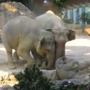 elephanteau-tombe-parents-courir-aider