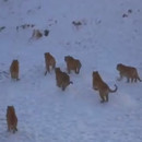 miniature pour Nourrir des tigres avec des faisans vivants