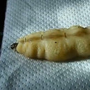miniature pour Une grosse reine termite