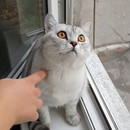 miniature pour Un chat pétrifié