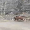 miniature pour Un ours, ça court vite