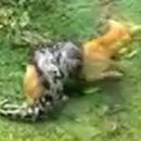 homme-sauve-chien-python