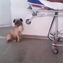 miniature pour Un chien court derrière une ambulance qui transporte son maitre