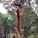 miniature pour Un tigre qui saute pour attraper la viande