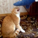 miniature pour Un chat qui cherche à tuer un ado