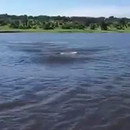 miniature pour Un hippopotame sous l'eau charge un bateau