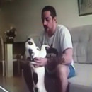 miniature pour Il frappe le chien de sa future femme, elle annule le mariage