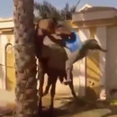 miniature pour Un dromadaire mord la tête d'un homme