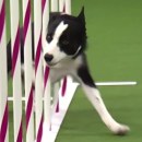 chien-vainqueur-parcours-agility-2015