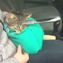 miniature pour Un chat avec un couteau dans la tête