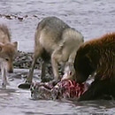 Un grizzly se bat contre 4 loups pour manger