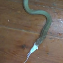 miniature pour Nourrir les serpents est un métier dangereux