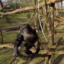 miniature pour Un chimpanzé frappe un quadricopter avec une branche