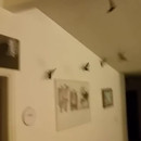 miniature pour Une invasion d'oiseaux dans leur maison