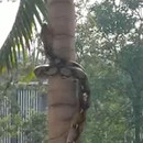 miniature pour Un serpent grimpe sur un arbre
