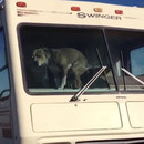 miniature pour Un chien s'emmerde dans un camping-car