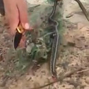 miniature pour Un serpent crache sa proie après avoir été sauvé