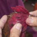 miniature pour Retirer des vers de l'oeil d'un coq