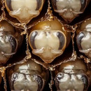 miniature pour Naissance d'une abeille
