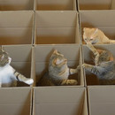 paradis-des-chats