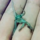 miniature pour Un mini poulpe dans la main