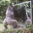 miniature pour Des animaux sauvages se voient dans un miroir