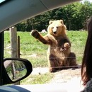 miniature pour Un ours qui attrape un pain de mie
