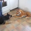 chien-peur-tigre-peluche