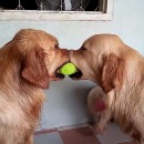 deux-chiens-dispute-balle-tennis