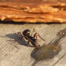 miniature pour Une fourmi qui boit de la vodka