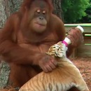 miniature pour Un orang-outan s'occupe de bébés tigres