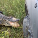 alligator-vs-4x4