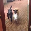 chien-aime-porter-courses
