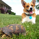 miniature pour Le chien et la tortue caillou
