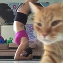 miniature pour Un chat vidéobomb la séance de yoga de sa maitresse