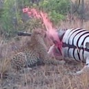 zebre-mort-asperge-leopard-sang