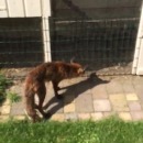miniature pour Un renard affamé devant un poulailler