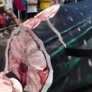 miniature pour Un requin baleine découpé vivant en pièces