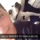 miniature pour Un chien qui aime les selfies
