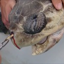 retirer-paille-coincee-nez-tortue