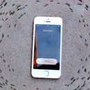 miniature pour Des fourmis qui tournent autour d'un téléphone lorsqu'il sonne