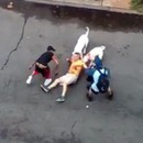miniature pour Deux pitbulls fous attaquent un homme