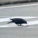 miniature pour Un corbeau intelligent casse des noix avec les voitures