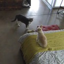 miniature pour Un chat fait taire un chien qui aboie