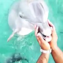 miniature pour Un dauphin lui remonte son téléphone