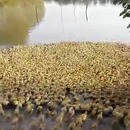miniature pour 5000 canetons vont dans un lac pour la première fois