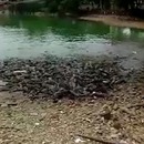 miniature pour Des poissons se jettent sur la terre pour manger