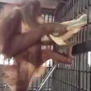 miniature pour Un orang-outan se fabrique un hamac