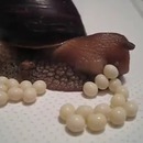 miniature pour Un escargot qui pond des oeufs